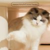 Durable  LED Glow Teasing Automatic Rolling Electric Pet Smart Cat Toys Interactive Ball