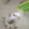 OEM-Professional Pet Grooming Tool Cat Dog Pet Nail Clippers with Trimmers Safety Guard
