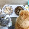 OEM Wholesale Hexagonal Double Bowl Anti-Slip Pet Cat Bowl